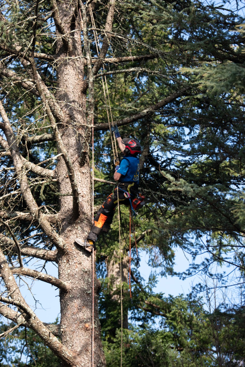 élagage professionnel arbre