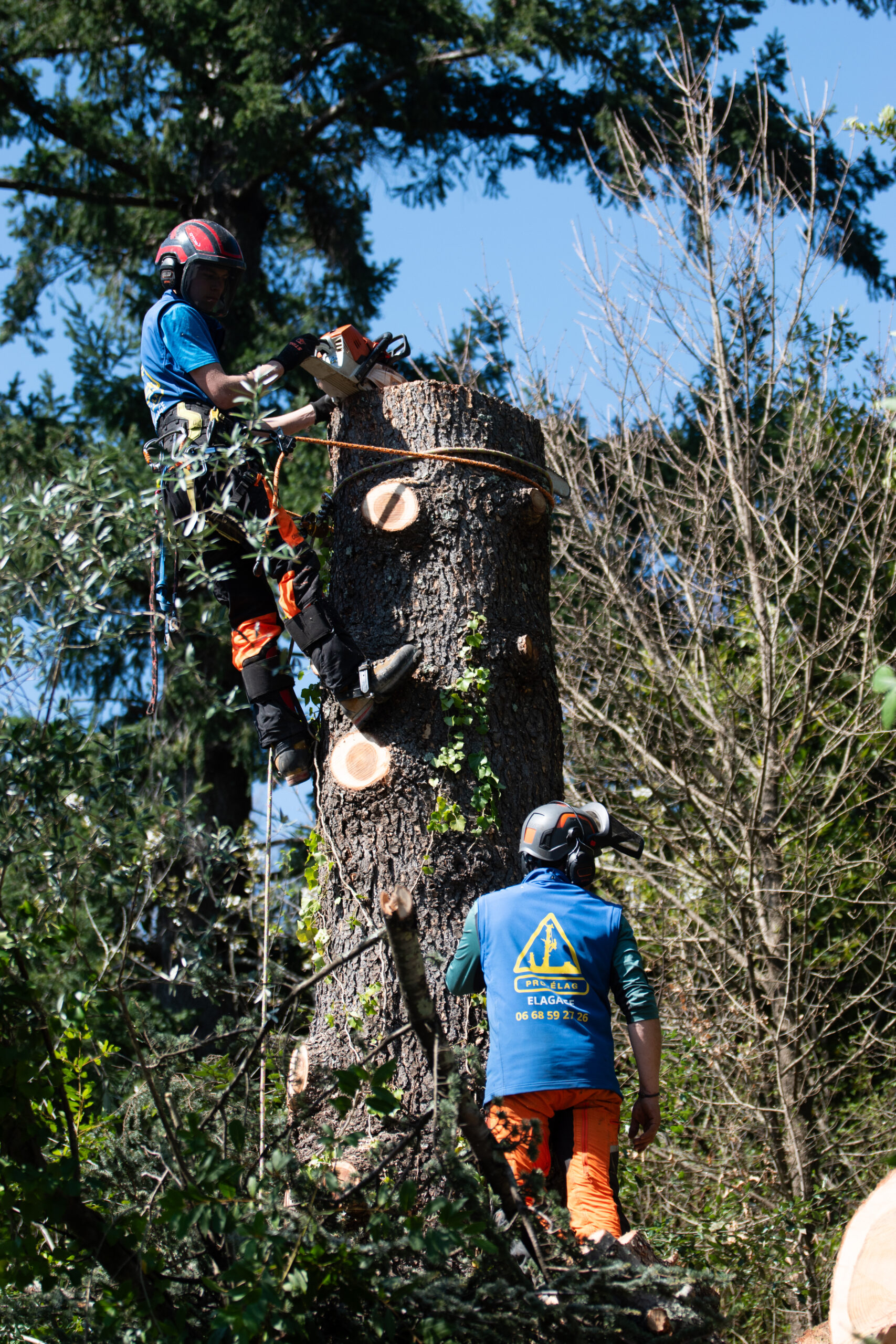 grand arbre