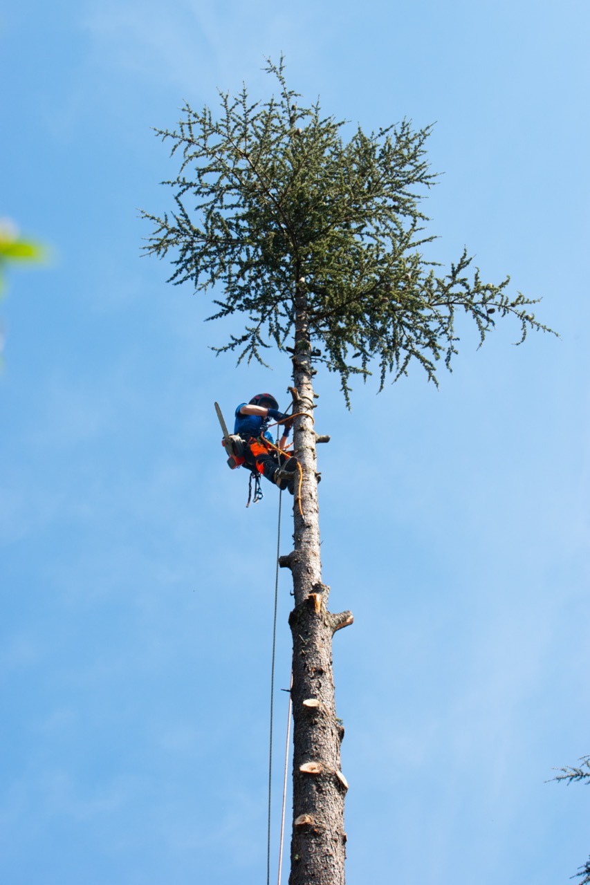élagage sapin hauteur 30m