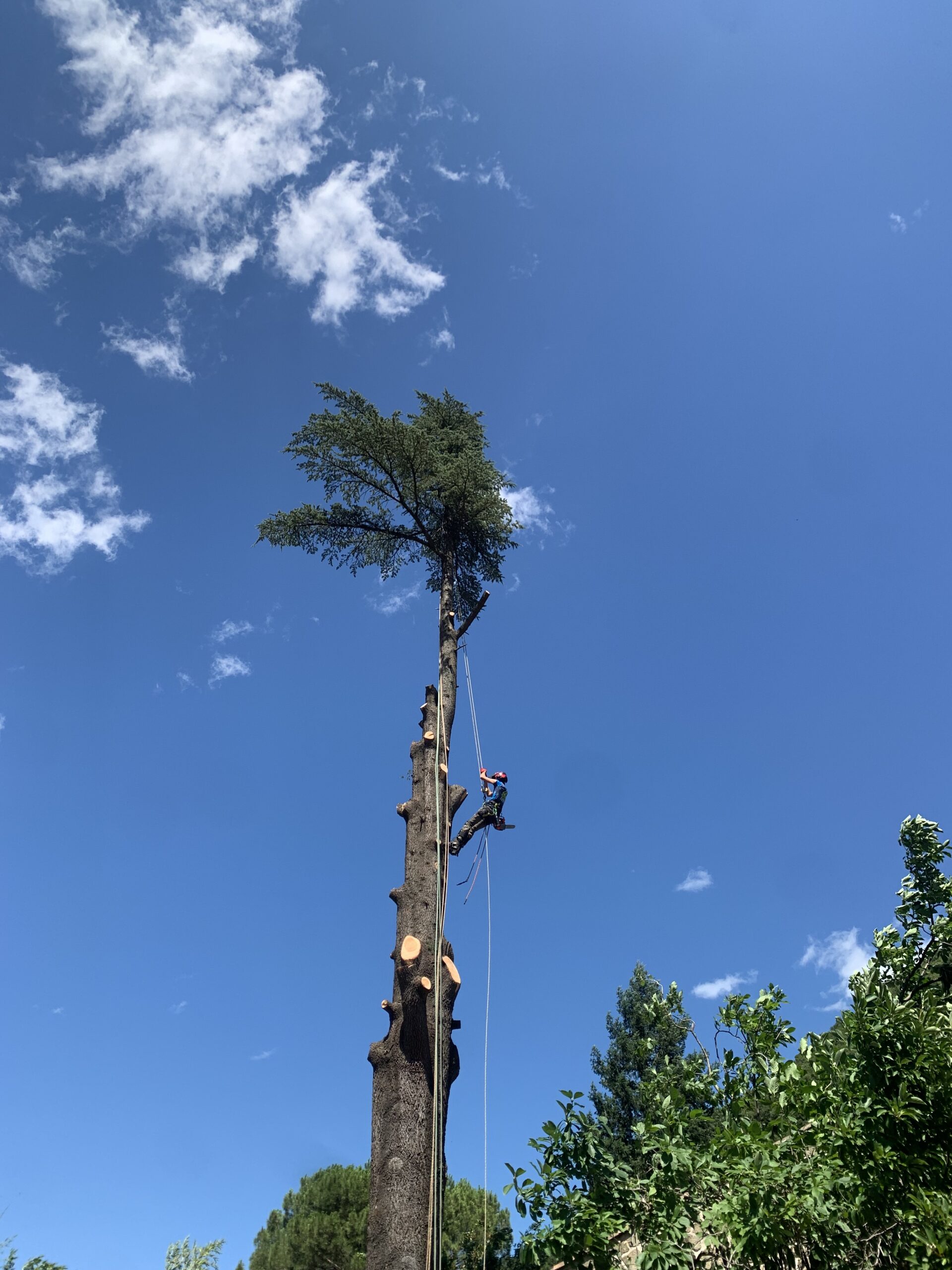 hauteur chantier elagage